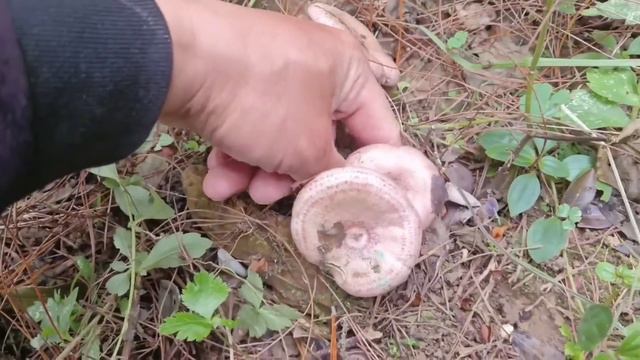 小曾又可以当老板了，把好的乌枞菌选给朋友发货，老罗一脸不爱 смотреть онлайн