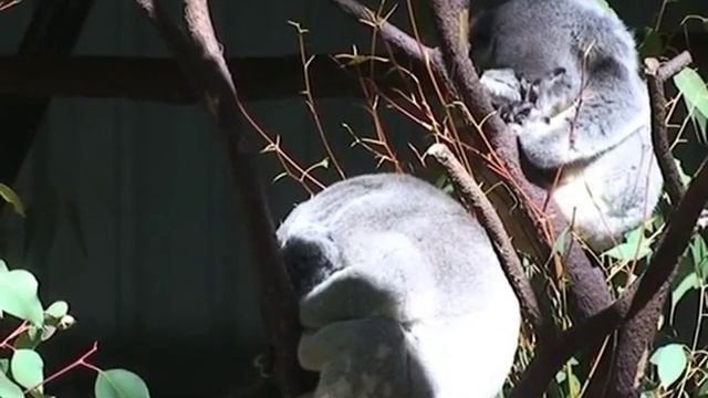 Koala bears - Коалы Австралии смотреть онлайн