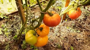 Томат "Мэри Робинсон"