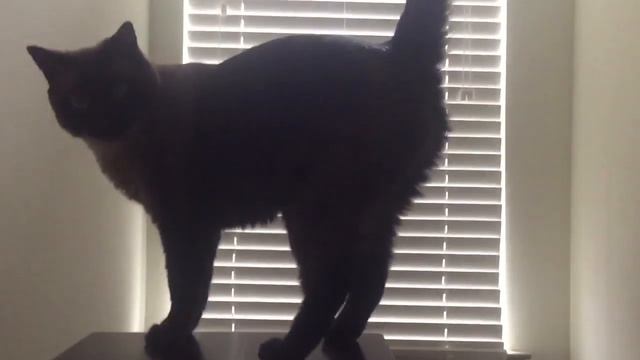 Хозяин пришел! =^..^= СИАМСКИЕ КОШКИ смотреть онлайн