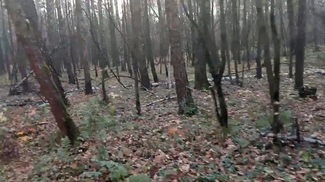 Лосиный Остров. Прогулка в лесу. Бумажная просека. (3-1) смотреть онлайн