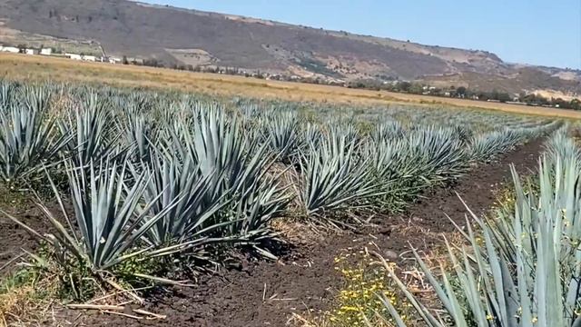 Jake Lustig on Baby Plants Agave Tierno ITALIAN смотреть онлайн