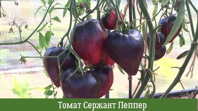 Необычный томат Сержант Пеппер: урожайность в теплице смотреть онлайн