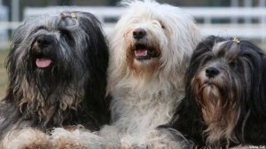 ТИБЕТСКИЙ ТЕРЬЕР - ПЛЮСЫ И МИНУСЫ  ВСЁ О ПОРОДЕ.