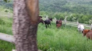 очень красивое место в горах и табун лошадей