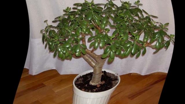 Как обрезать денежное дерево смотреть онлайн