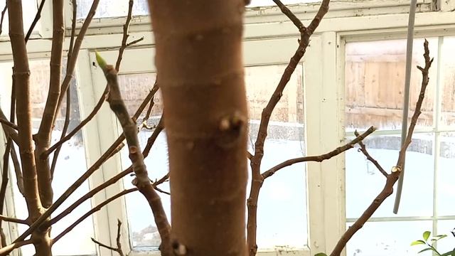 How to Prune Fig Trees For MAXIMUM Fruit Production [Includes Little-Known Tip Towards The End] смотреть онлайн