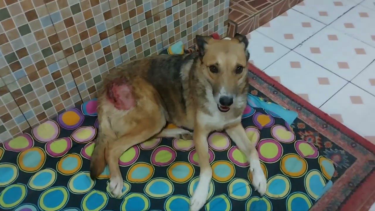 у собаки саркоптоз и моча с кровью...#dogsshelter  #animalshelter  #приютдлясобак