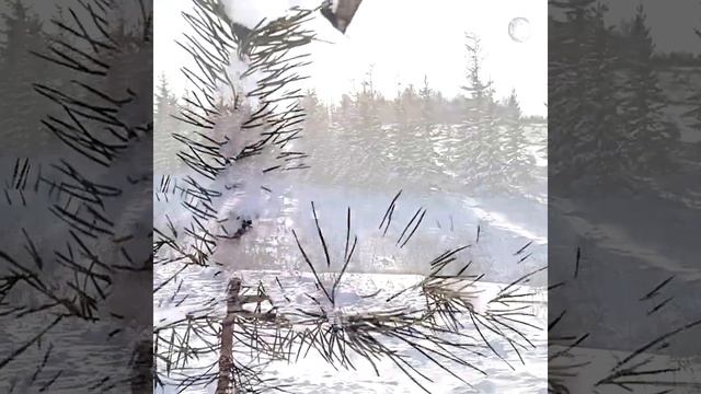 Кормушка для птиц. Часть 1. Рассказ. Синицы и Воробьи. смотреть онлайн