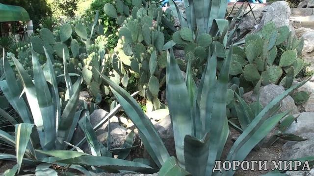 Никитский ботанический сад осенью смотреть онлайн