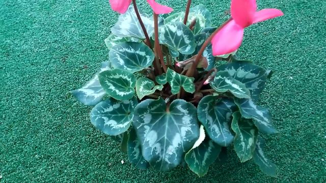 El Ciclamen, Cuidados Y Caracteristicas