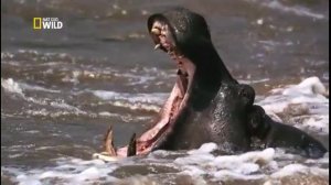 Битва Титанов.  Бегемот против крокодила. Самые опасные пресноводные Африки