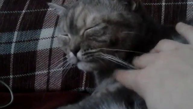 Соня нежна гладит киску смотреть онлайн