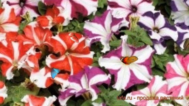 Петуния грандифлора Тритуния Стар Микс ? обзор: как сажать, семена петунии Тритуния Стар Микс смотреть онлайн