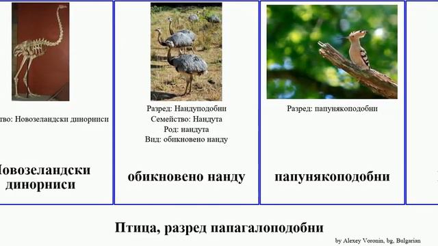 Птица, разред папагалоподобни гмуркач bird щраус казуар моа паламедея совов ему козодой гъска Mini смотреть онлайн