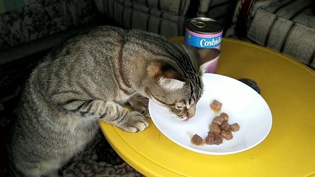 Как выкормить огромного кота смотреть онлайн