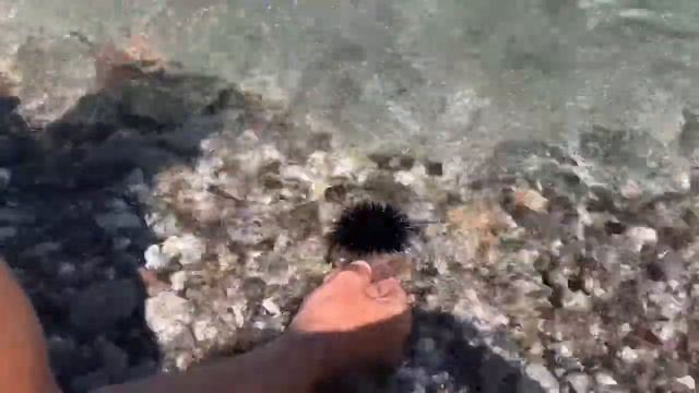 Морской Ёж! смотреть онлайн