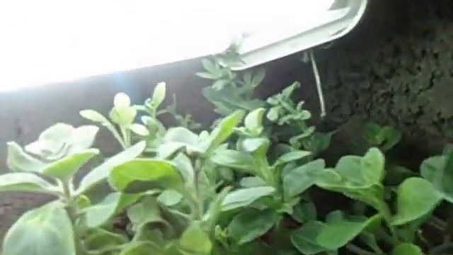 ЦВЕТЫ. ВЫРАЩИВАНИЕ ПЕТУНИИ. ХРАНЕНИЕ ПЕТУНИИ ЗИМОЙ. Ольга Чернова. смотреть онлайн