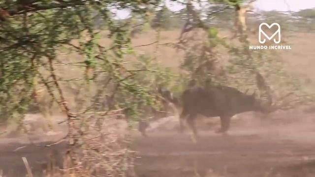 BÚFALO ENFIA CHIFRE NO LEÃO смотреть онлайн