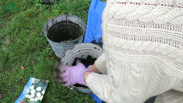 Посадка тюльпанов в ведра - 7 дач смотреть онлайн