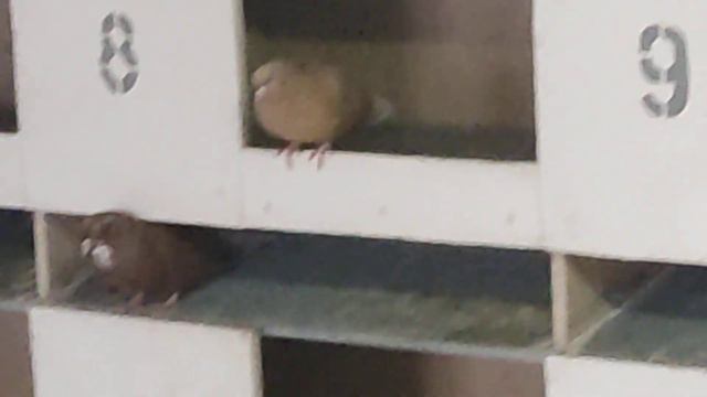 НИКОЛАЕВСКИЕ ГОЛУБИ.вернулась пара красных...... смотреть онлайн