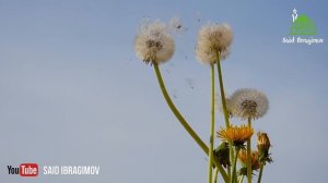 БРАК БЕЗ ЛЮБВИ