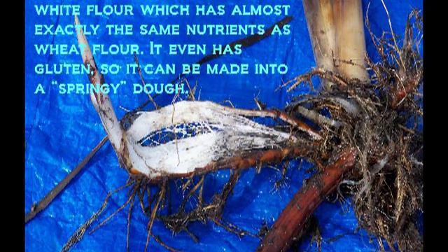 Edible Cattail Sprouts, also called Cossack Asparagus смотреть онлайн