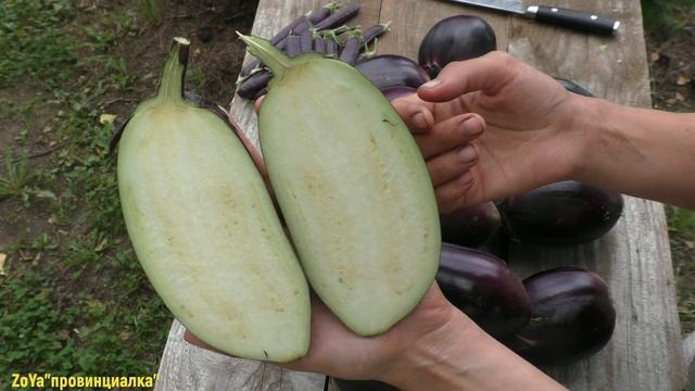 БАКЛАЖАНЫ/ Обзор сортов/ Какие сорта стоит выращивать в О.Г/#eggplant #thegarden смотреть онлайн