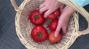 Томат Бигоранж