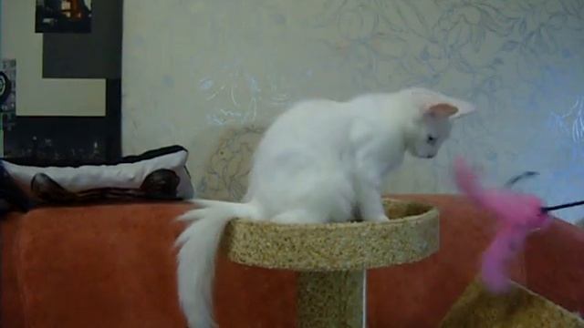 Турецкая ангора. Котята смотреть онлайн