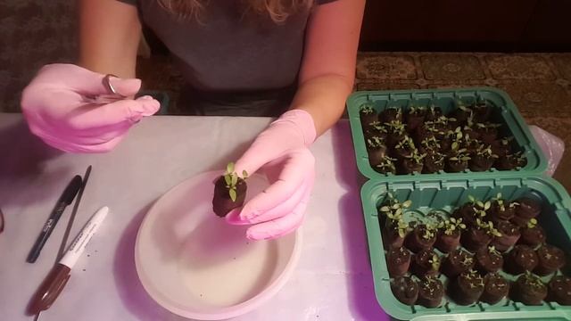 Рассаживаем рассаду эустомы . Eustoma . смотреть онлайн