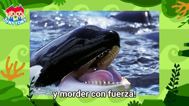 ¡Revancha! Gran Tiburón Blanco vs. Orca | ¡Que Gane el Mejor! | JunyTony en español смотреть онлайн