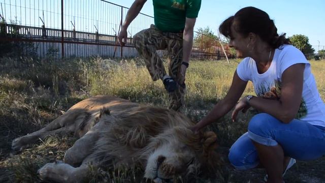 Самый большой лев Саванны ЧУК !!! Тайган .КРЫМ смотреть онлайн