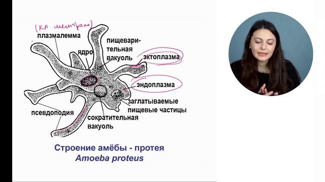 Строение амёбы смотреть онлайн