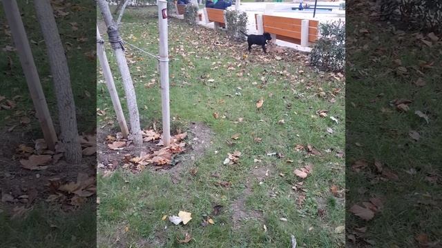 Cocker Spaniel vs labrador смотреть онлайн