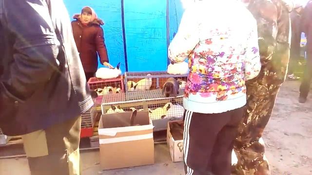 Выставка сельскохозяйственной птицы в Курске 14.04.18. смотреть онлайн