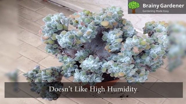Everything You Need To Know About Mexican Firecracker Plant (Echeveria Setosa)