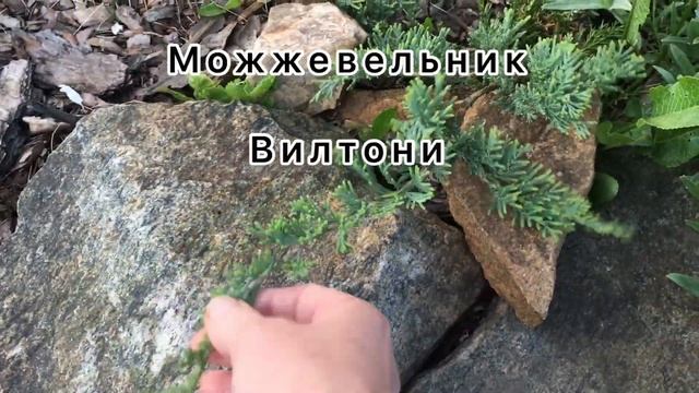 Дожди превратили сад в поле,исправляем ситуацию. смотреть онлайн