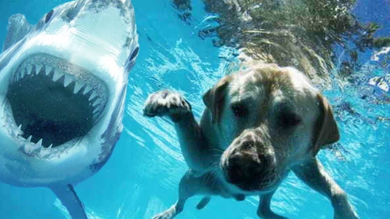 Уплывет ли? смотреть онлайн