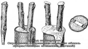 Руководство для начинающих садоводов пошагово: как привить яблоню весной