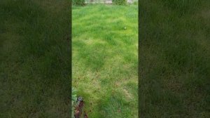 газон из мятлика - мои ошибки 1