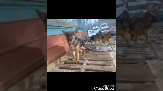 Itlar jangi dahshat смотреть онлайн