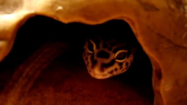 Terrarium The Leopard Gecko/Террариум Леопардовый геккон смотреть онлайн