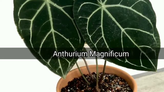 Rare Anthurium plant's names and identification || Anthurium varieties @AdmiringPlants смотреть онлайн