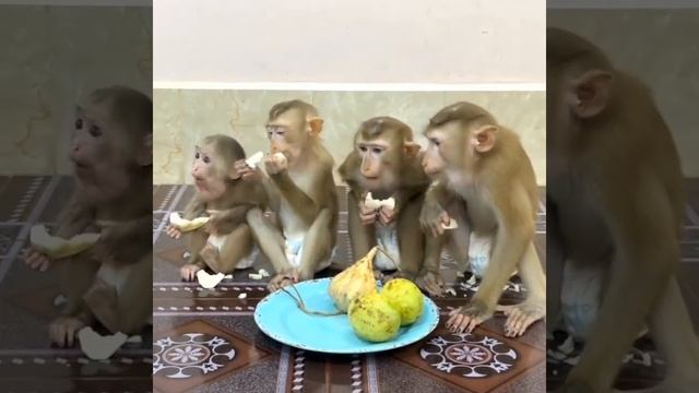 4 Siblings Standing Up Very Obediently Waiting  Mom To Come & Slice Jicama For Dessert Treat ,