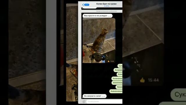 кот насрал в 🥗,🤣🤣🤣 смотреть онлайн