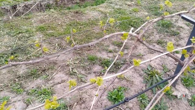 Выращивание винограда без полива и подкормок смотреть онлайн