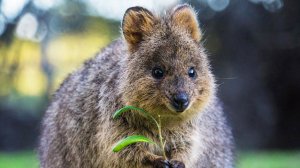 ИНТЕРЕСНЫЙ ЗВЕРЬ: КВОККА