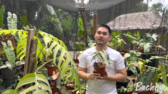 3 WAYS TO IMPROVE PLANT VARIEGATIONS смотреть онлайн