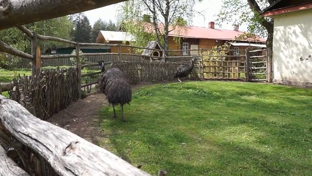 Страусы эмо,гуси, утки,фазаны и другие обитатели Гатчинской Дворцовой фермы.Май 2023г. смотреть онлайн